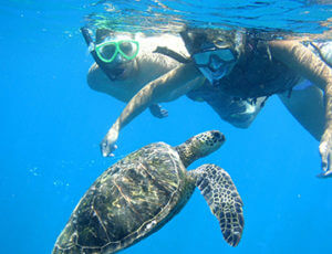 Molokini Turtle Arches Snorkel Cruise Coupons