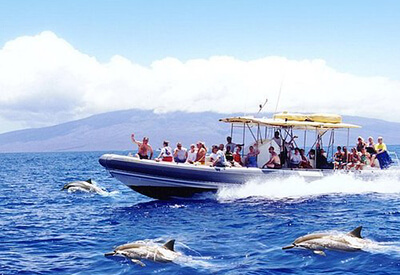 Humpback Whale Watch & Dolphin Search Coupons