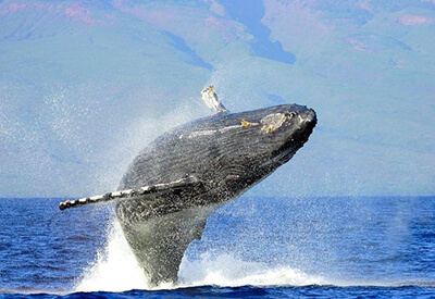 Private Charter Humpback Whale Watch Dolphin Search Maui Coupons