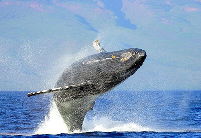 Humpback Whale Watch & Dolphin Search Coupons