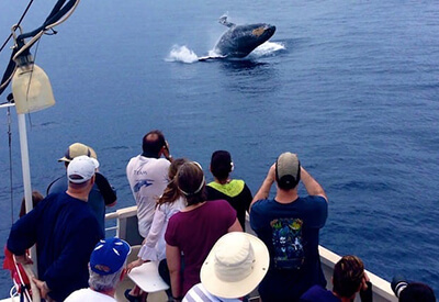 Humpback Whale Watch & Dolphin Search Coupons