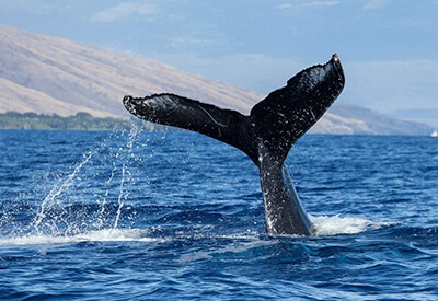 Private Charter Humpback Whale Watch Dolphin Search Maui Coupons