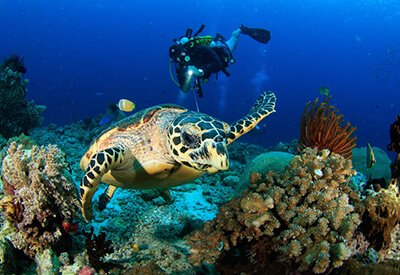 Scuba Diving Oahu SeaBreeze Watersports Coupons