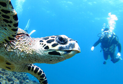 Scuba Diving Oahu SeaBreeze Watersports Coupons