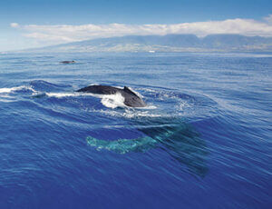 Star Honolulu Whale Watch Cruise Coupons