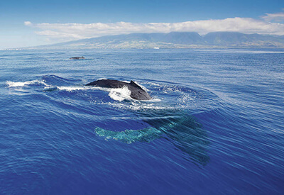 Star Honolulu Whale Watch Cruise Coupons