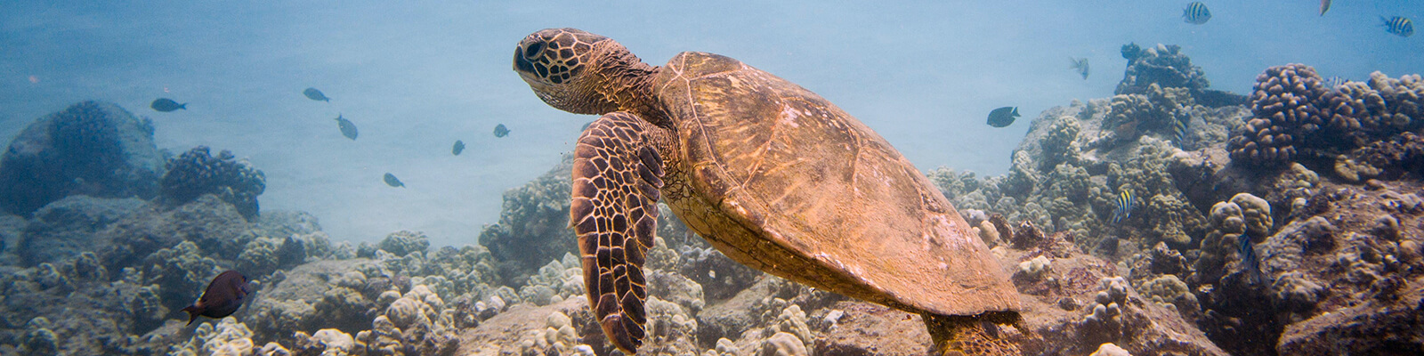 Turtle Reef Snorkel Oahu Coupons