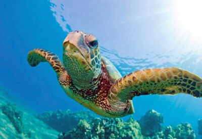 Turtle Reef Snorkel Oahu Coupons