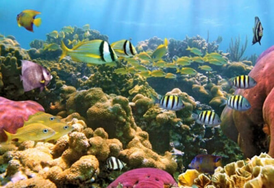 Turtle Reef Snorkel Oahu Coupons