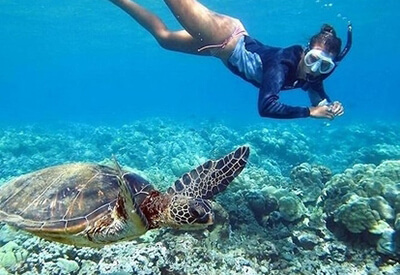 Turtle Reef Snorkel Oahu Coupons