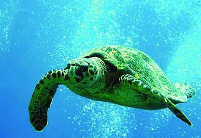 Turtle Snorkel Sail Lunch Oahu Coupons