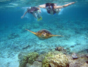 Turtle Snorkel Sail Lunch Oahu Coupons
