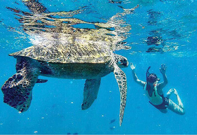 Turtles Guaranteed Snorkel Sail Oahu Coupons