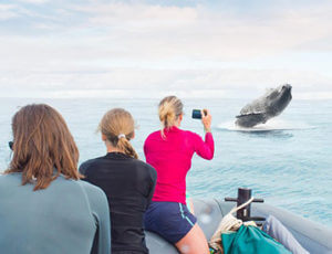 Whale Watch Discovery Tour Coupons