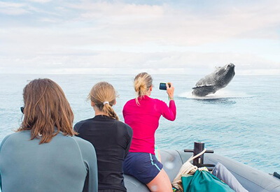 Whale Watch Discovery Tour Coupons