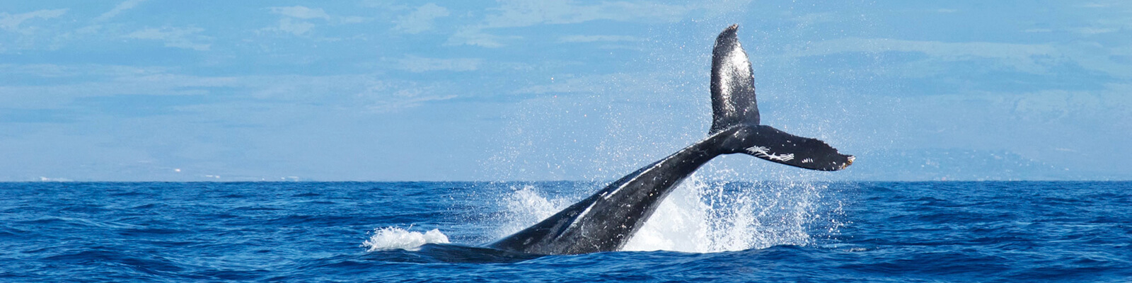 Whale Watch Sail Deluxe Maui Coupons