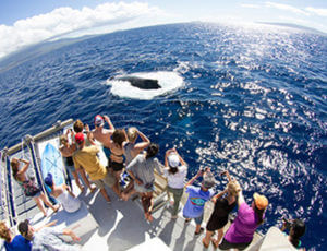 Whale Watch Sail Deluxe Maui Coupons