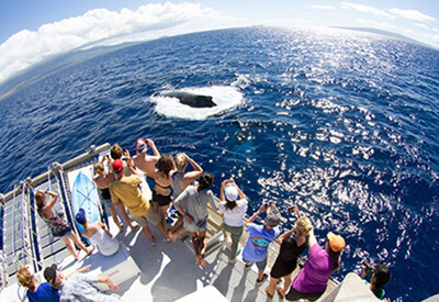 Whale Watch Sail Deluxe Maui Coupons