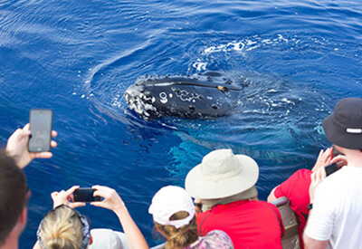 Whale Watch Sail Deluxe Maui Coupons