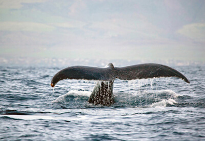 Whale Watch Waikiki Oahu Coupons