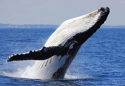 Whale Watch Waikiki Oahu Coupons