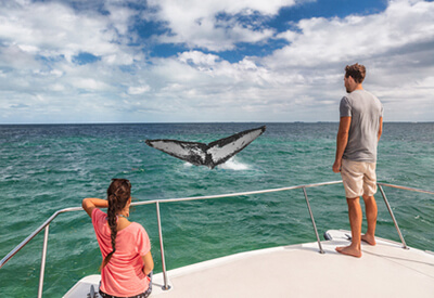 Whale Watch Waikiki Oahu Coupons