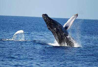 Whale Watch West Oahu Coupons