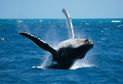 Whale Watch West Oahu Coupons