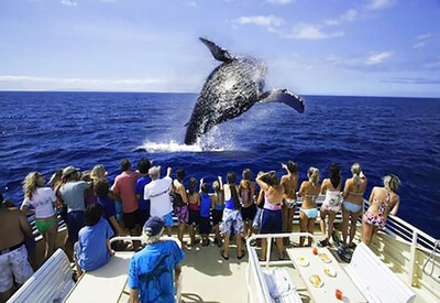 Whale Watch West Oahu Coupons