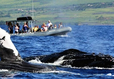 Whale Watching Tour Lahaina Maui Coupons