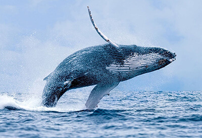 Whale Watching Tour Lahaina Maui Coupons