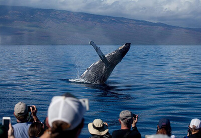 Whale Watching Tour Lahaina Maui Coupons