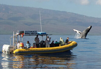 Whale Watching Tour Lahaina Maui Coupons