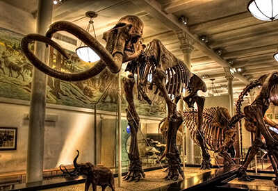 American Museum of Natural History New York Coupons