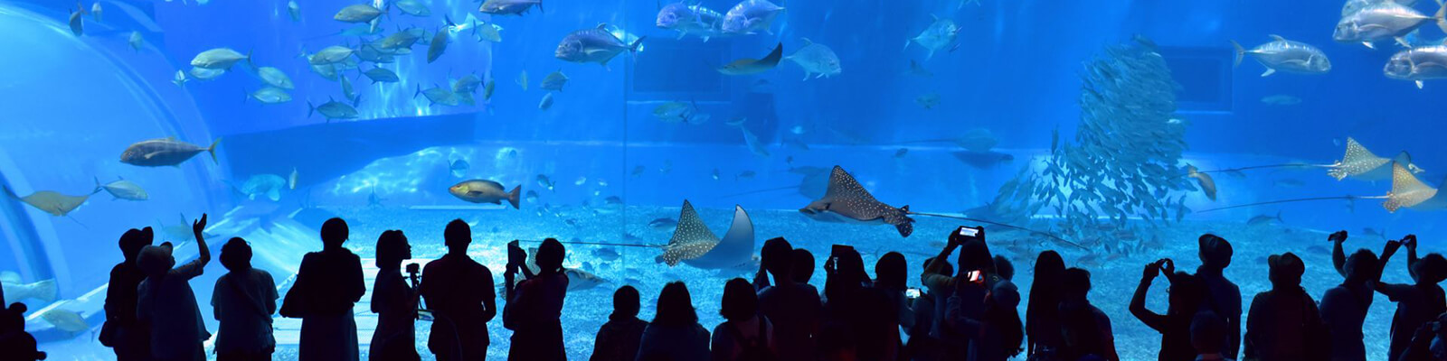 Aquarium Americas Coupons