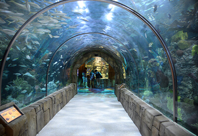Aquarium of the Americas Coupons