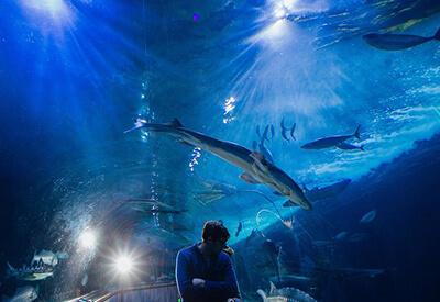 Aquarium of the Bay San Francisco Coupons