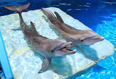 Clearwater Marine Aquarium Coupons