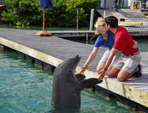 Dockside Dolphins Experience Florida Keys Coupons