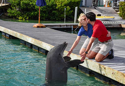 Dockside Dolphins Experience Florida Keys Coupons