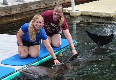 Dockside Dolphins Experience Florida Keys Coupons