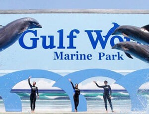 Dolphin Discovery Panama City Beach General Admission Coupons