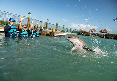Dolphin Discovery Program Florida Keys Coupons