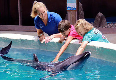 Dolphin Meet N Greet Panama City Beach Coupons