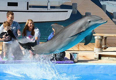 Dolphin Meet N Greet Panama City Beach Coupons