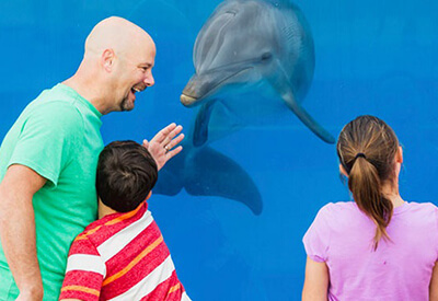 Dolphin Meet and Greet St Augustine Coupons