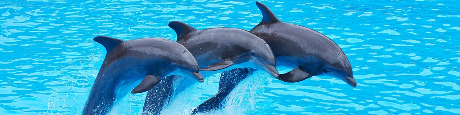 Dolphin Royal Swim Florida Keys Coupons