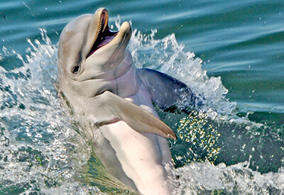 Dolphin Royal Swim Florida Keys Coupons