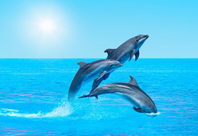 Dolphin Royal Swim Florida Keys Coupons