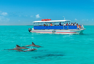 Dolphin Royal Swim Florida Keys Coupons